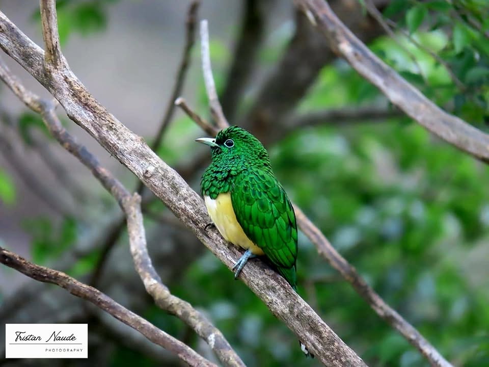 African Emerald Cuckoo