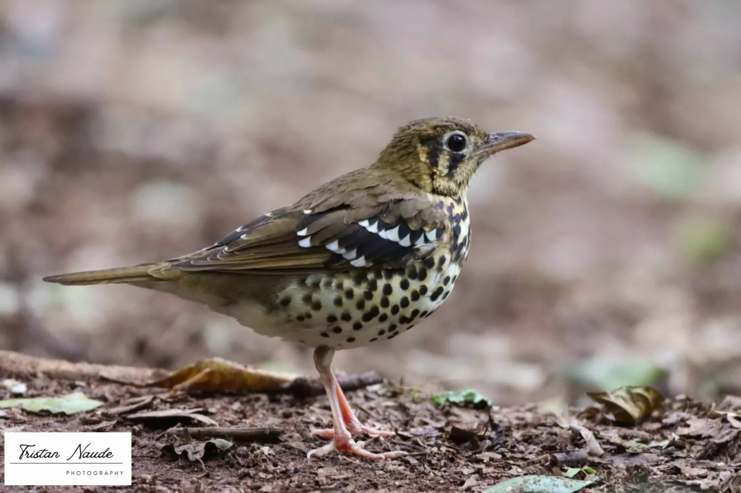 Spotted Ground Thrush Breeding Season Begins