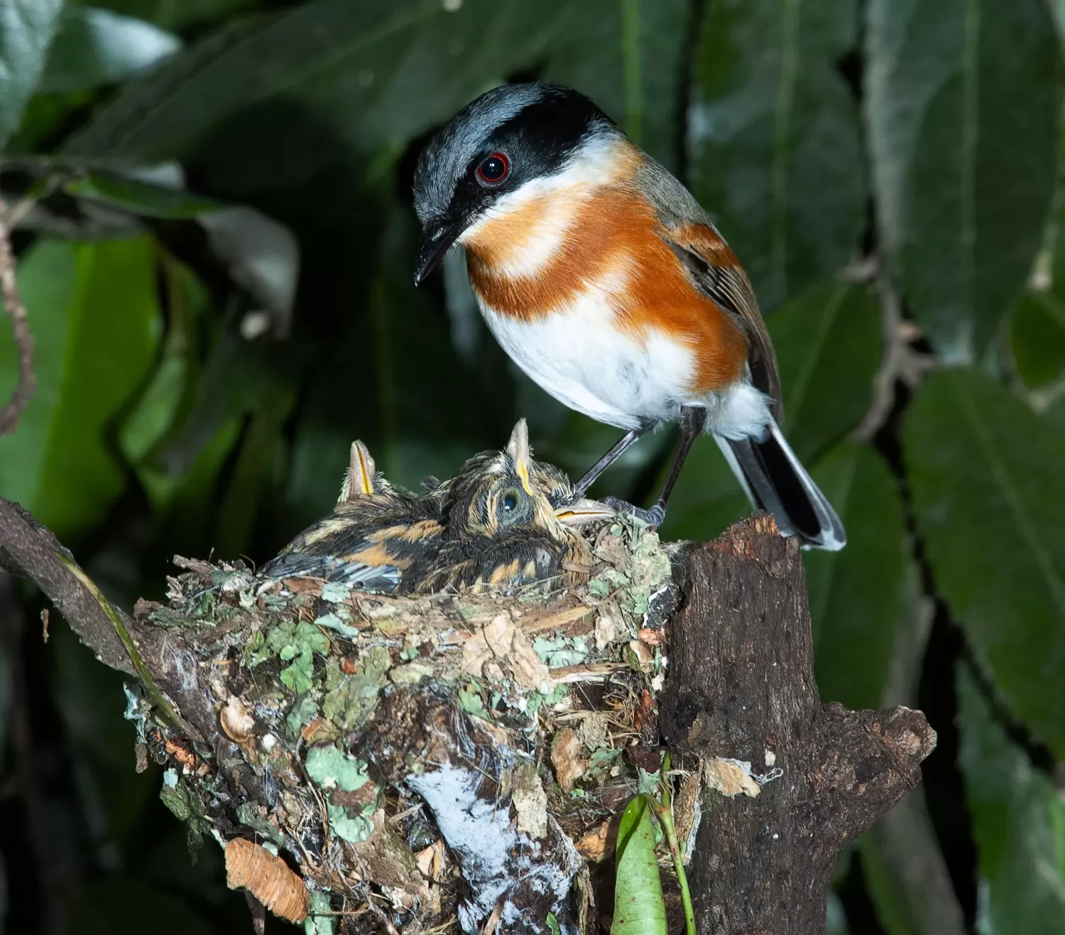Female Cape Batis