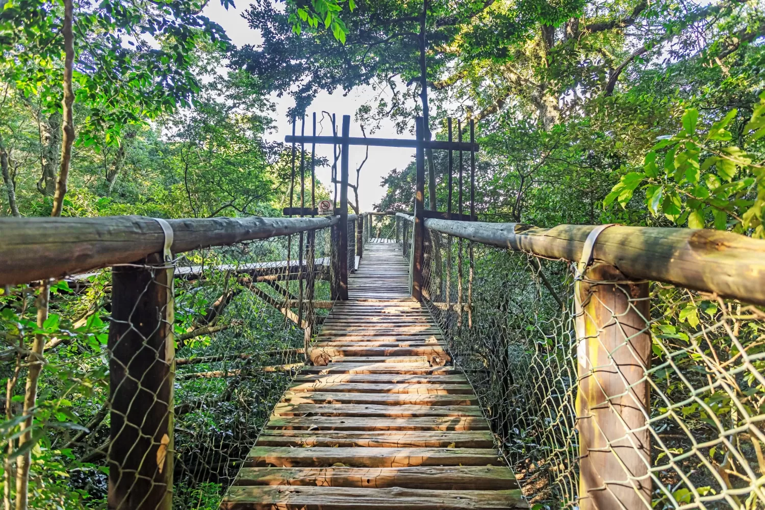 Dlinza Forest Aerial Boardwalk