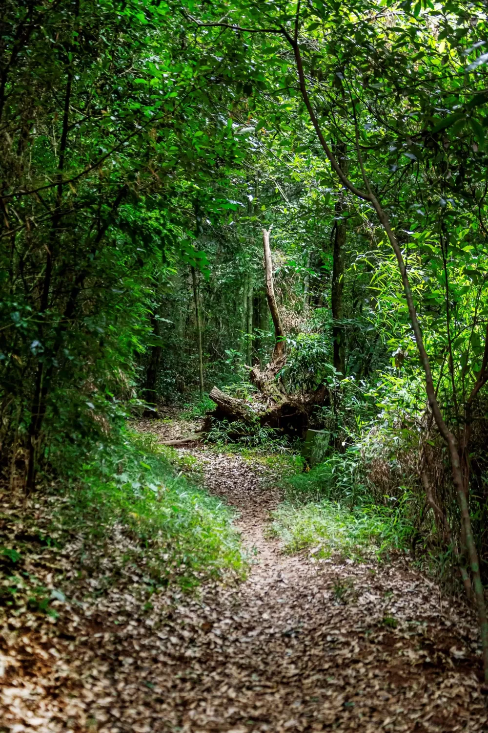 Dlinza Forest Walk