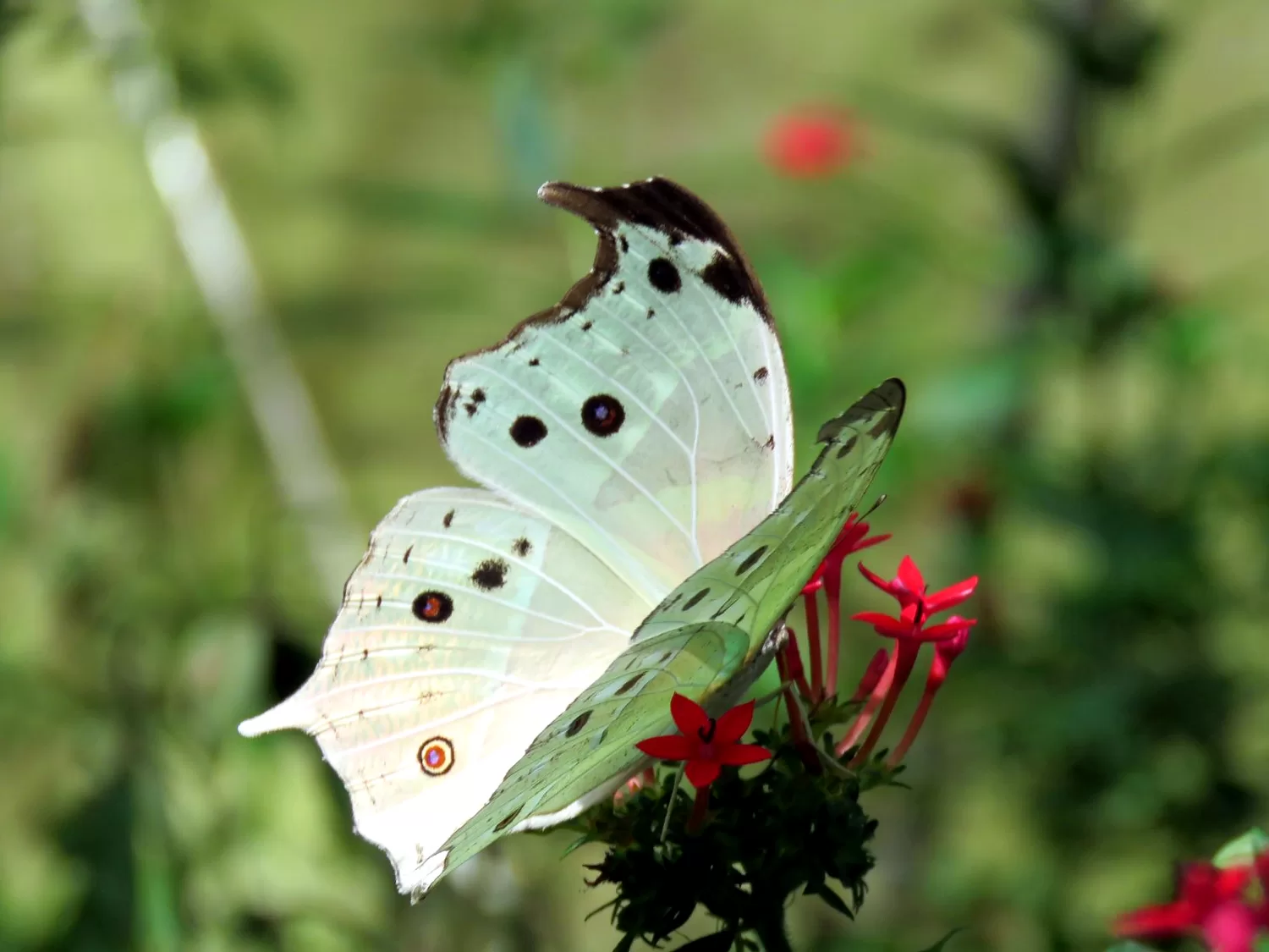 Butterflies of Dlinza: Summer Exhibition