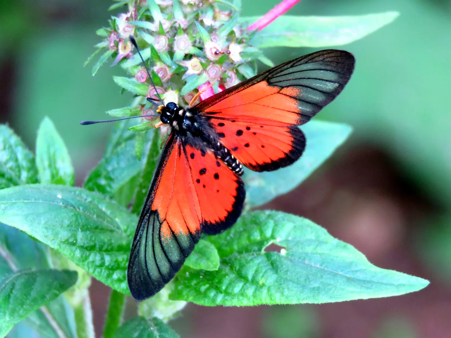 Igola Acraea