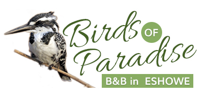 logo birdsofparadise